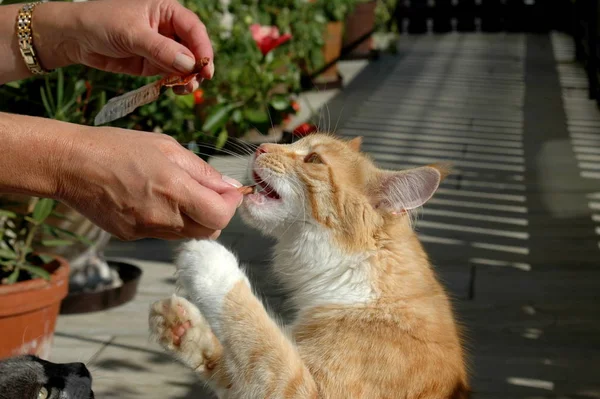 Portret Van Een Schattige Kat — Stockfoto