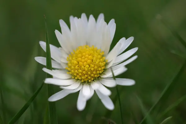 Schöne Botanische Aufnahme Digitale Hintergrundbilder — Stockfoto