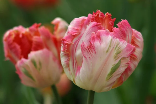 Квітучі Тюльпани Квіти Весняна Флора — стокове фото