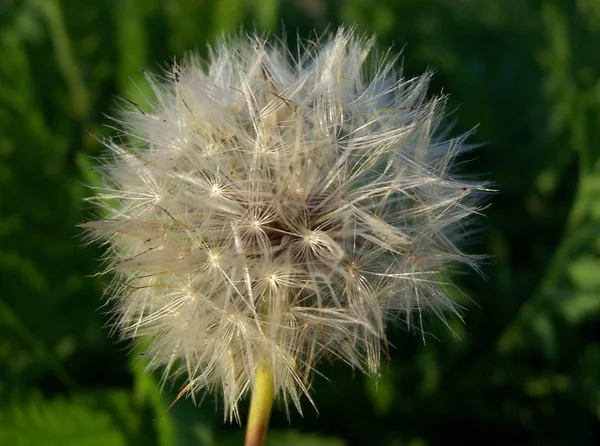 Closeup View Natural Dandelion Fleur — Photo