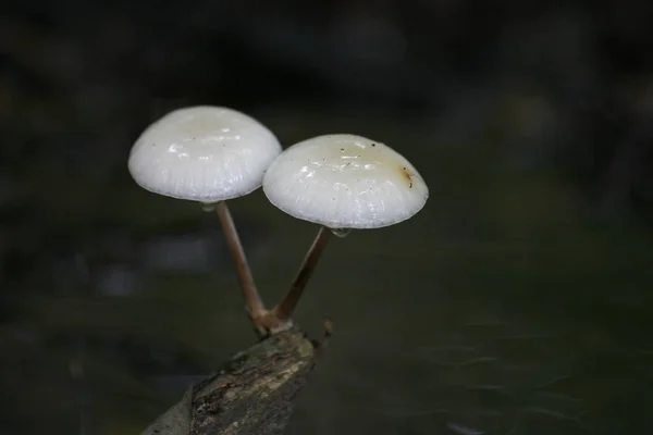 버섯의 식물성 — 스톡 사진