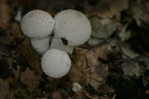 キノコ 真菌植物 トイドストール — ストック写真