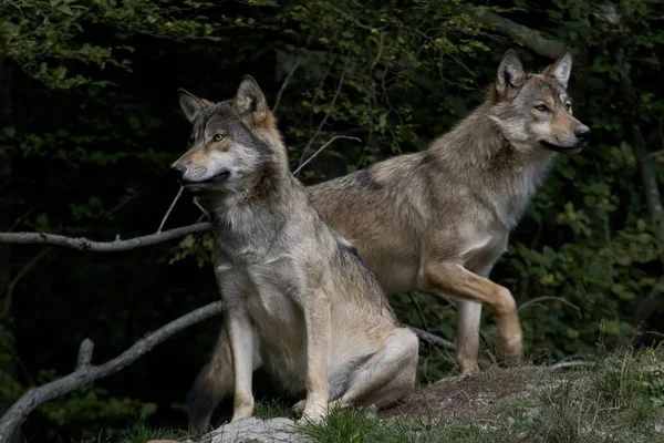 Canon 20D Com Sigma 100 300 Nin Wildpark Bad Mergentheim — Fotografia de Stock