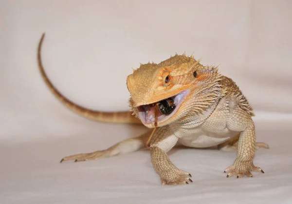 Lagarto Vida Silvestre Reptil — Foto de Stock