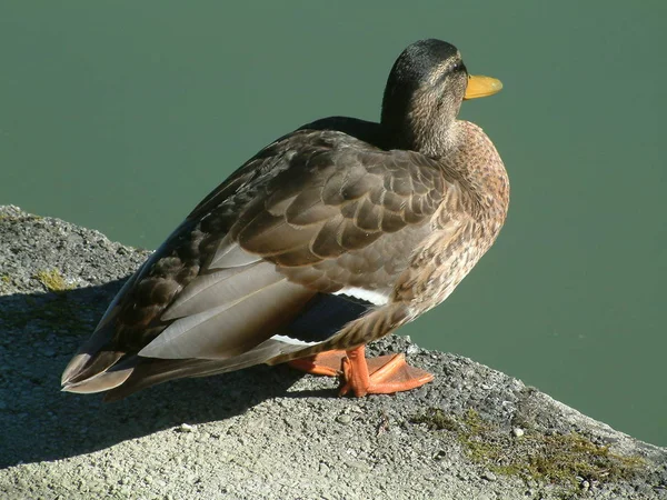 Uccelli Watching Sparato Anatre Natura Selvaggia — Foto Stock