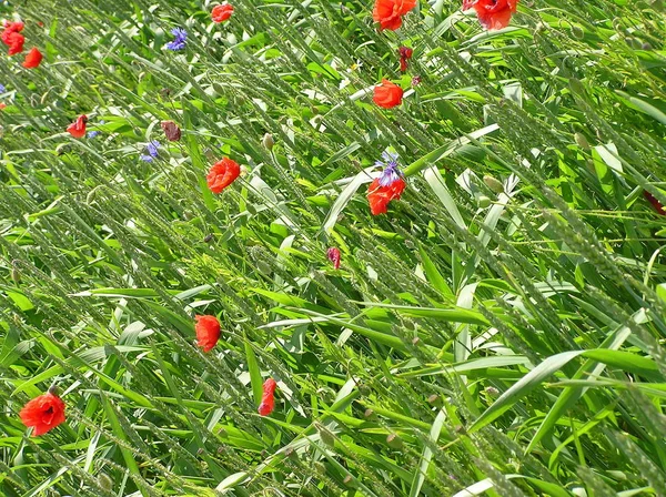 Cereales Agrícolas Campo Cultivo — Foto de Stock