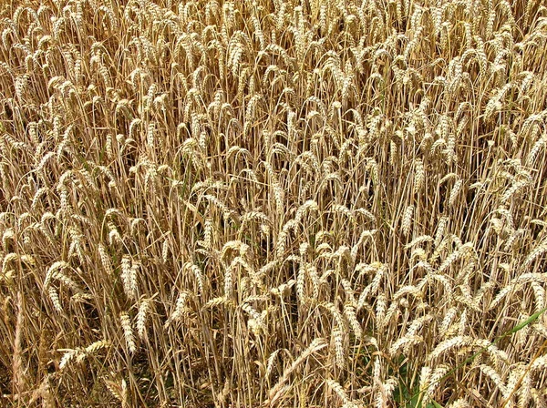 Cereal Grãos Agrícolas Campo Agrícola — Fotografia de Stock