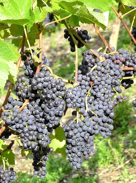 Viñas Uvas Que Crecen Sobre Árbol Frutas Plantas Frutales — Foto de Stock