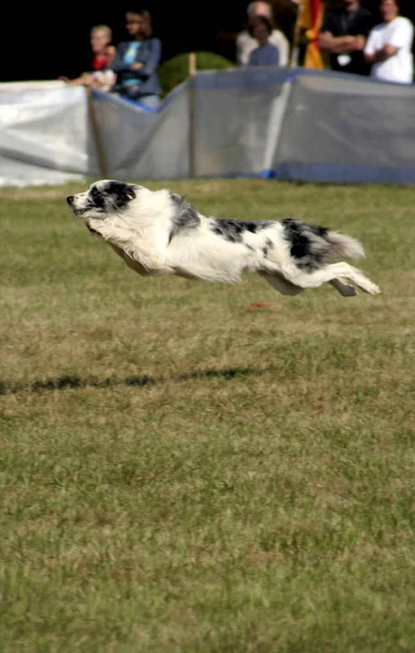 Dogfrisbee Neuss — Stok Foto