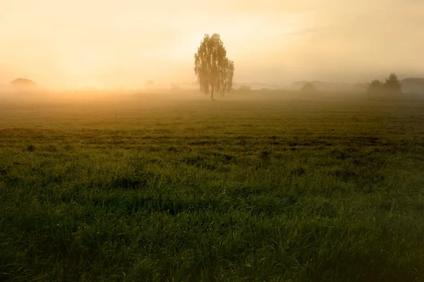 Bin Ich Aufgestanden Und Wurde Mit Dieser Pracht Belohnt Keine — Stockfoto