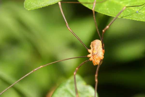 Läskigt Spindeldjur Rovdjur — Stockfoto