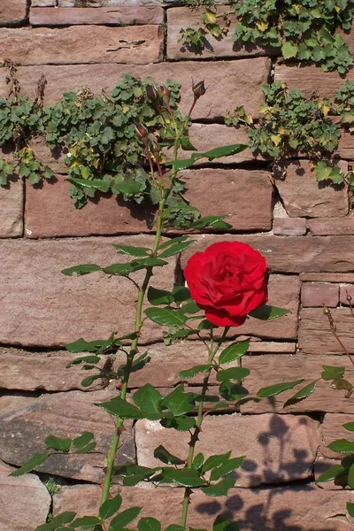 red rose against stone wall