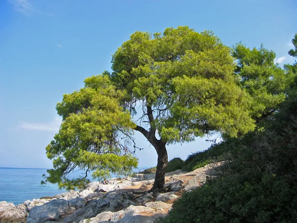 Été Nature Mer Littoral — Photo