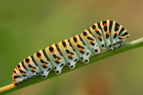 Vista Macro Primer Plano Del Insecto Oruga — Foto de Stock