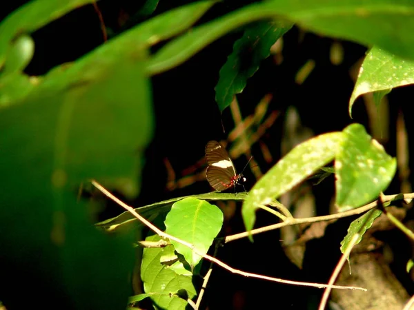 Närbild Insekter Vild Natur — Stockfoto