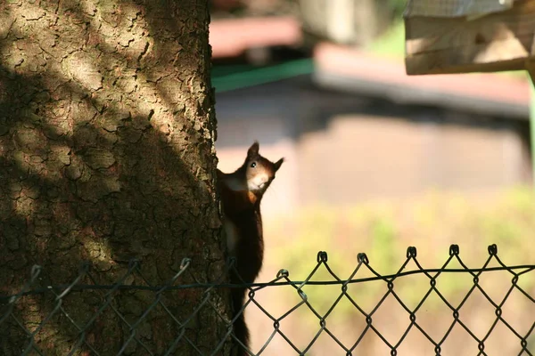 Dzika Przyroda Wiewiórka Naturze Puszysta Wiewiórka — Zdjęcie stockowe