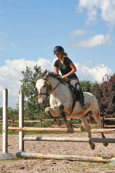 Cavalo Cavaleiro Durante Aulas Condução — Fotografia de Stock