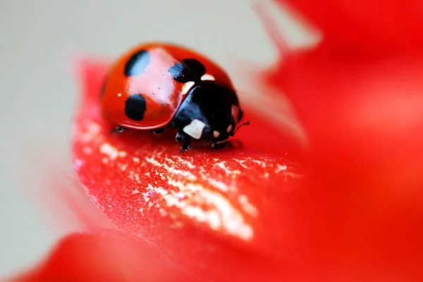 Bug Vermelho Com Pontos Ladybug — Fotografia de Stock