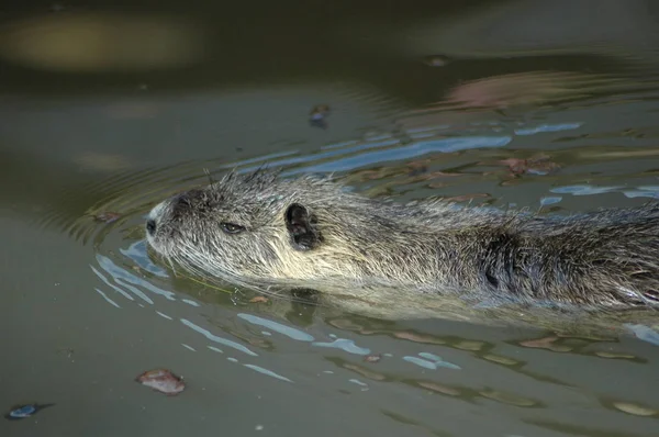 Nutria Animal Mamífero Roedor — Foto de Stock