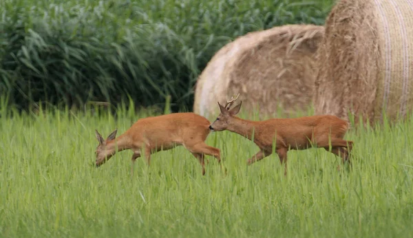 Faune Photographie Animalière — Photo