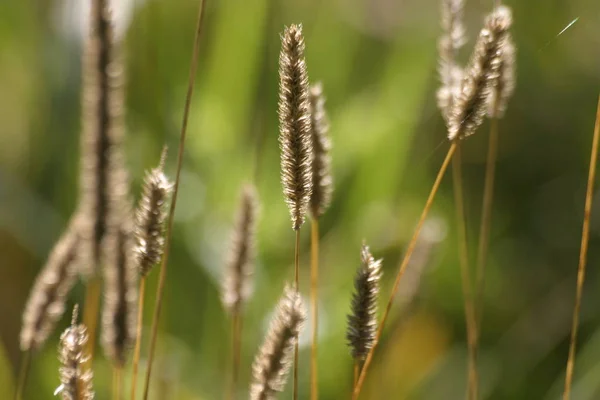 Grasflora Pflanze Der Natur — Stockfoto