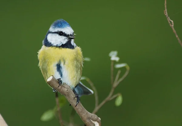 Aufgenommen Mit Dem Nikon Und Sigma 400 Apo Makro Tamron — Stockfoto