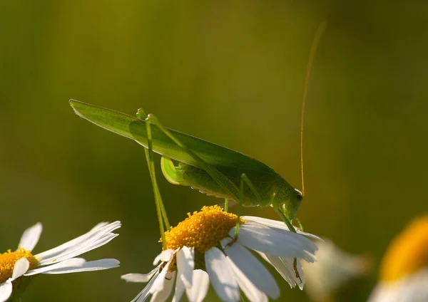 Vista Cerca Los Insectos Naturaleza —  Fotos de Stock