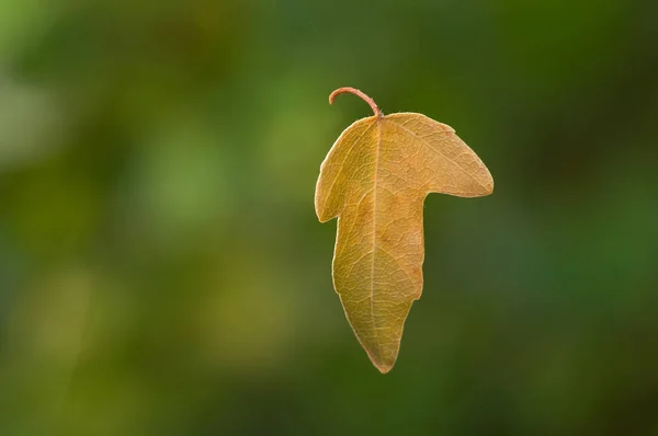 Feuillage Arbre Feuilles Florales — Photo