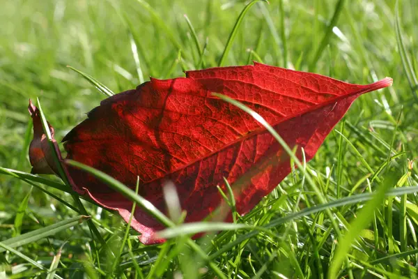 Hermoso Follaje Colorido Otoño —  Fotos de Stock