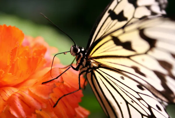 Nymph Árbol Blanco Idea Leuconoe Nativo Malaysia Pero Descubierto Aquí — Foto de Stock