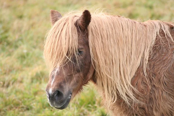 Horses Outdoors Daytime — Stock Photo, Image