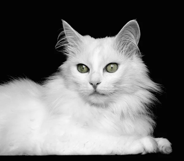 Retrato Gato Bonito — Fotografia de Stock