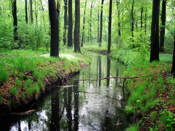 Riachuelo Eilenriede Bosque Ciudad — Foto de Stock