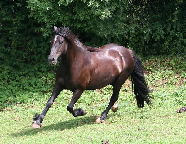 Chevaux Extérieur Jour — Photo