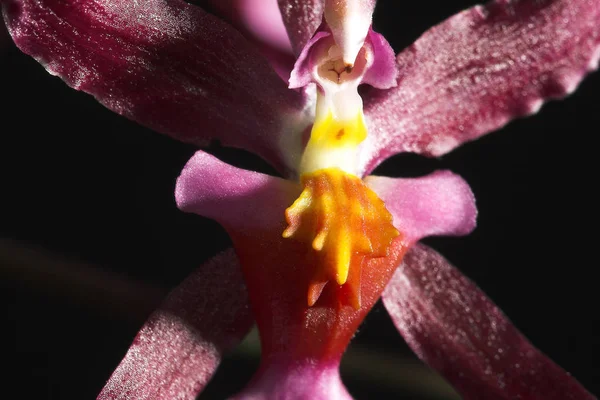 Orchidej Květiny Okvětní Lístky — Stock fotografie