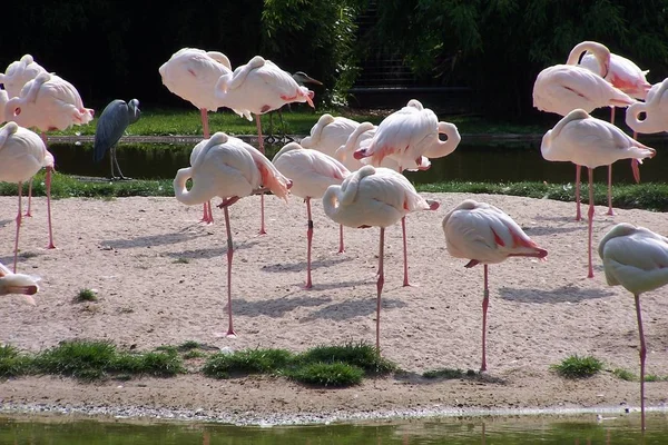 Flamingos Avec Guetteur Arrière Plan — Photo