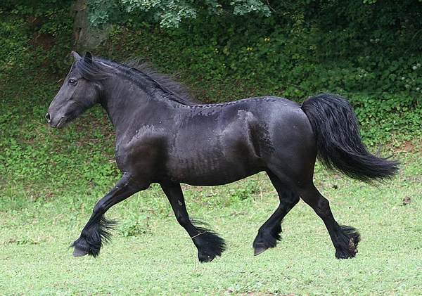 Hästar Utomhus Dagen — Stockfoto