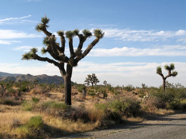 Parque Nacional Joseph Tree Desierto —  Fotos de Stock