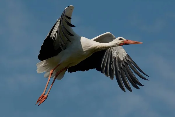 Wanted Stork All Has Long Way End August White Storks — Stock Photo, Image