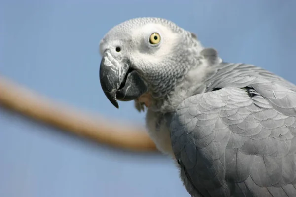 美しいオウムの鳥の風景 — ストック写真