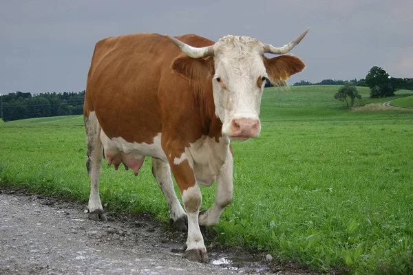 Echte Koe Met Horens — Stockfoto