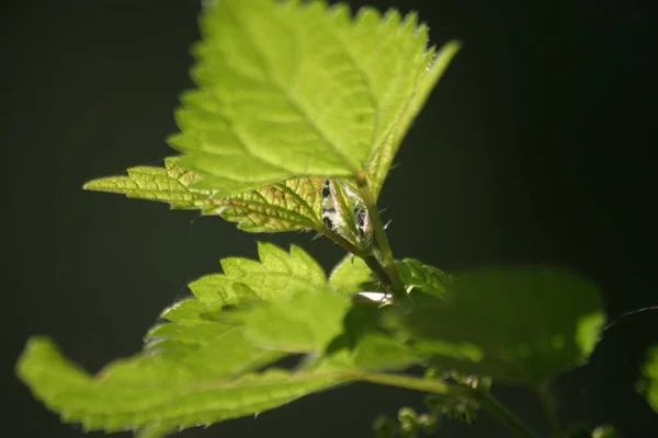 Piękne Botaniczne Ujęcie Naturalna Tapeta — Zdjęcie stockowe