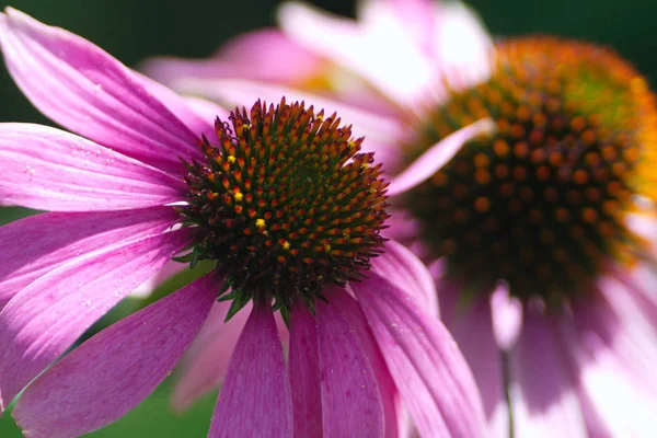 Coneflower Vermelho Echinacea Purpurea — Fotografia de Stock