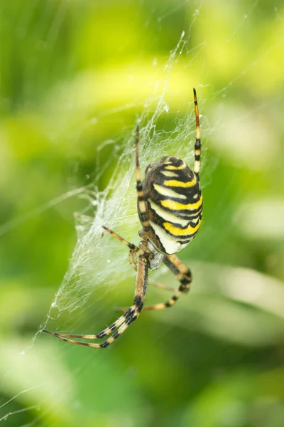 Primer Plano Error Naturaleza Salvaje — Foto de Stock