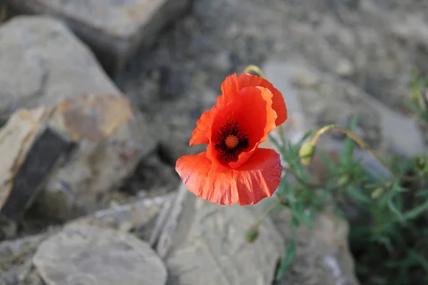 Close Uitzicht Mooie Wilde Papaver Bloemen — Stockfoto