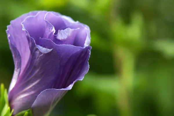 Experiment Special Sharpness Distribution Rising Hibiscus Flower Have Seen Here — 스톡 사진