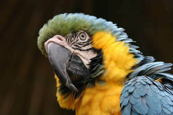 Güzel Papağan Kuşunun Manzarası — Stok fotoğraf