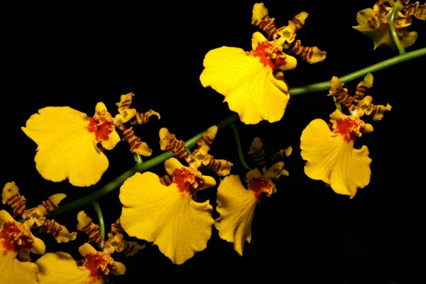 Γραφική Όμορφη Πολύχρωμη Ορχιδέα Λουλούδι — Φωτογραφία Αρχείου