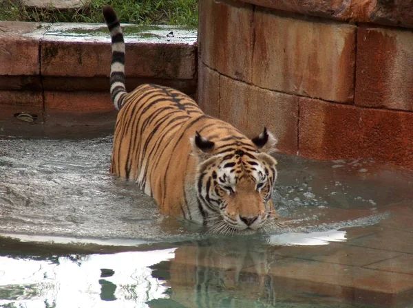 Animal Con Rayas Más Grandes Depredador Felino — Foto de Stock