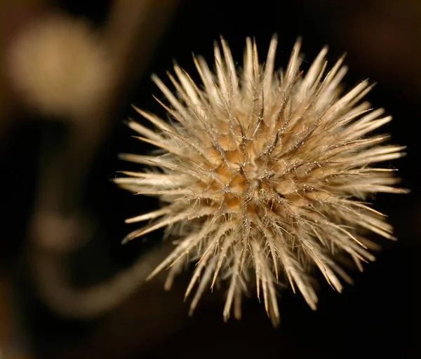 Mooi Botanisch Schot Natuurlijk Behang — Stockfoto